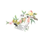 【冰心蜜桃】ILIA透明霧化菸彈 適用於一代主機 3顆替換裝 發光煙彈：圖片 3