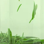 【冷萃龍井】ILIA哩亞電子菸彈 適配一代主機 3顆替換裝 發光煙彈：圖片 3