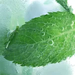 【激情薄荷】ILIA哩亞拋棄式煙彈 適配一代主機 3顆替換裝 發光煙彈：圖片 3