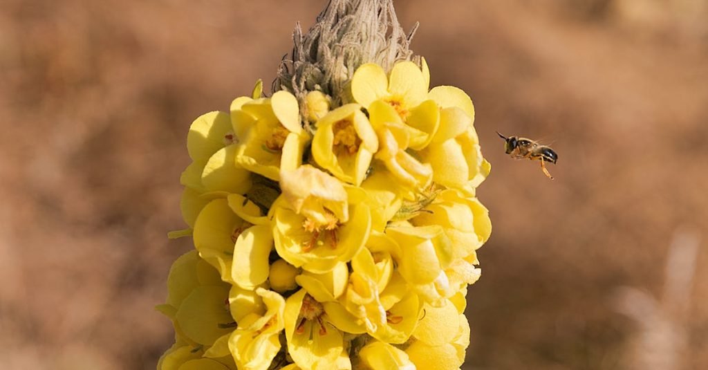Close-up shot of a bee approaching vibrant yellow great mullein flowers in bloom.